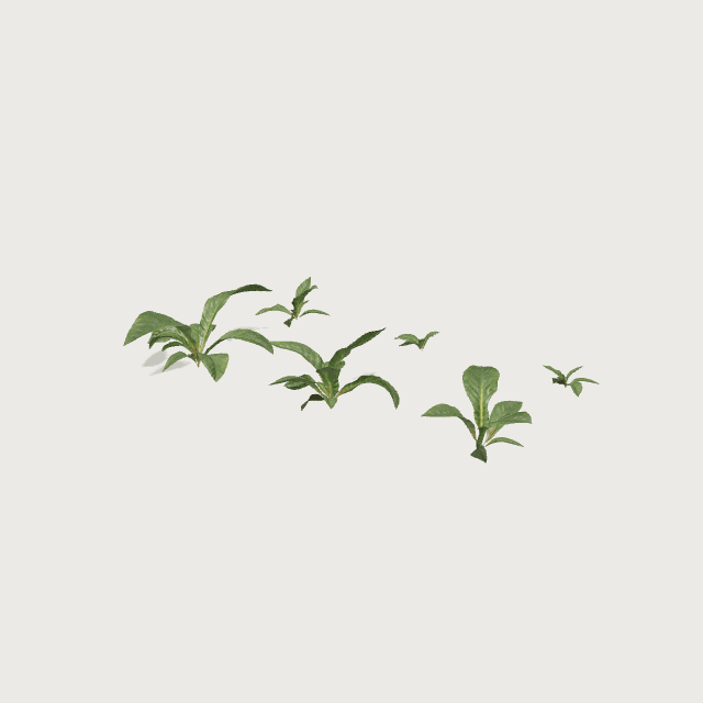 Massif d'anthuriums