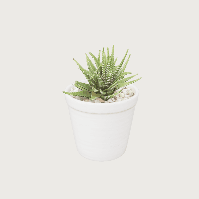 Plante en pot