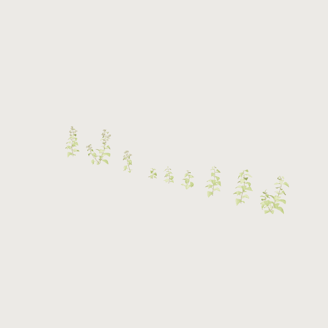 Bordure d'arbustes bas
