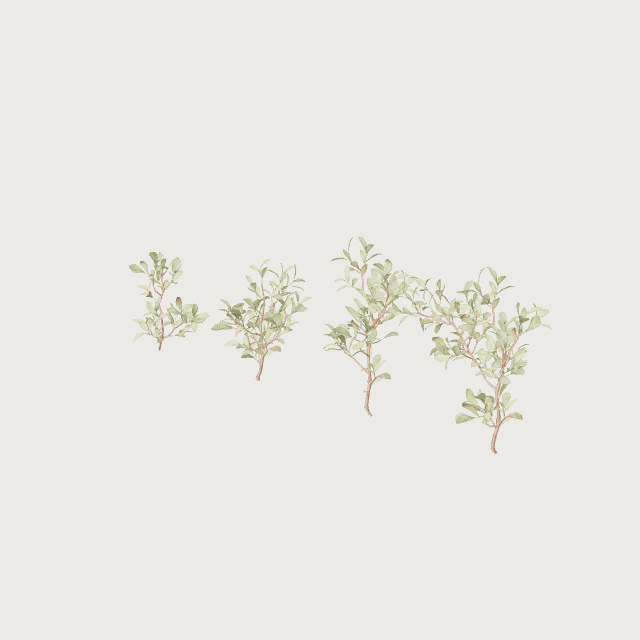 Petit arbuste