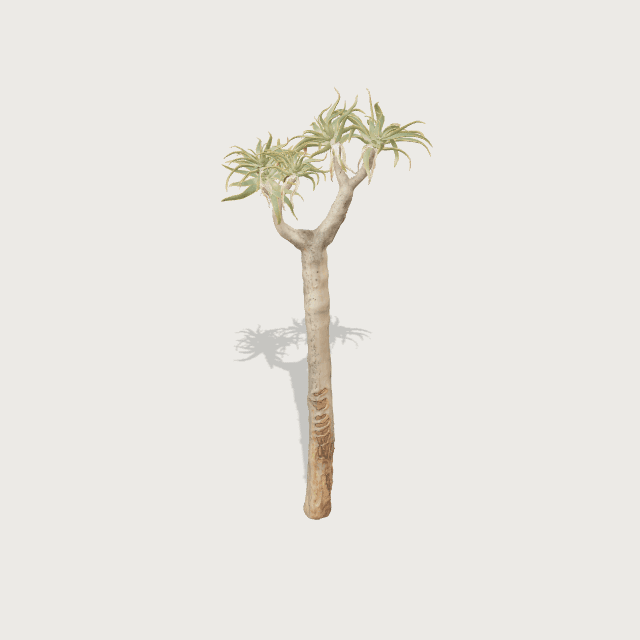 Arbre carquois (2,7 m)